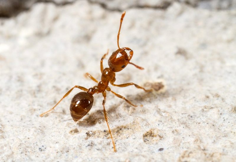 Ants