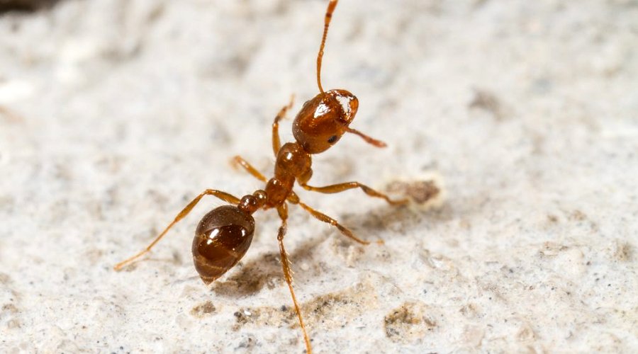 Ants