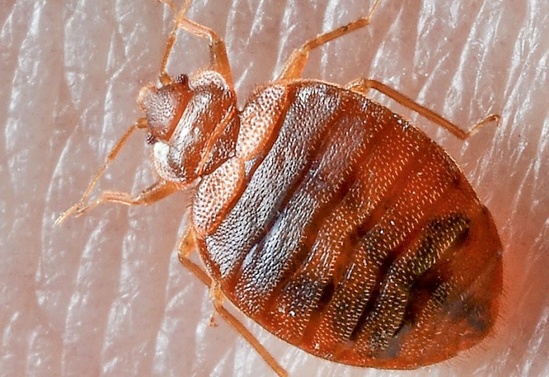 Bed Bugs