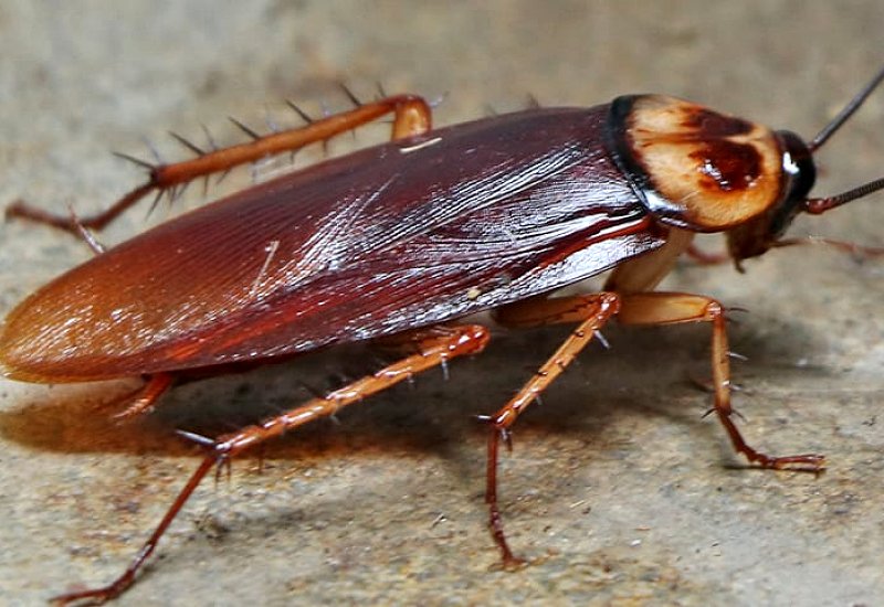 Cockroaches