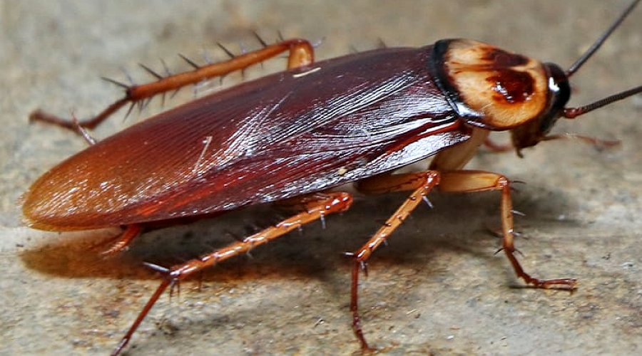 Cockroaches