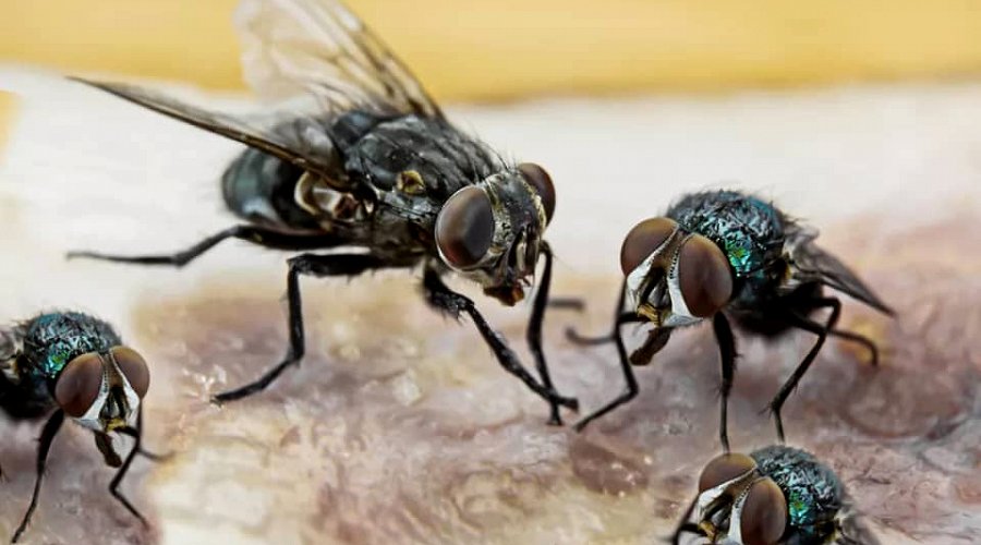 Flies