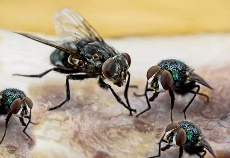 Flies