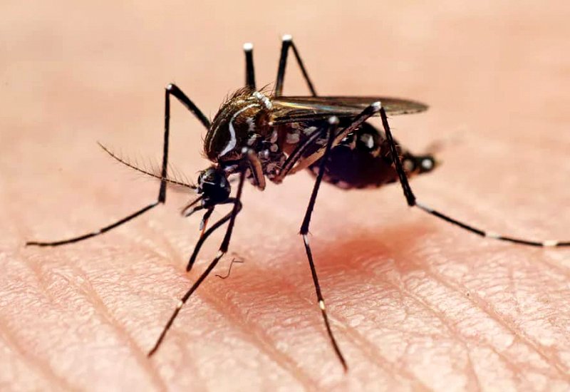 Mosquitoes