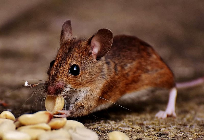 Rodents