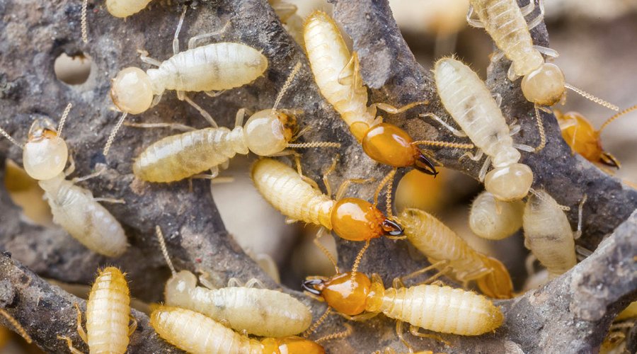 Termites