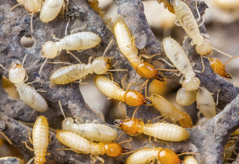 Termites