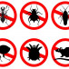 5 Common Household Pests and How to Get Rid of Them