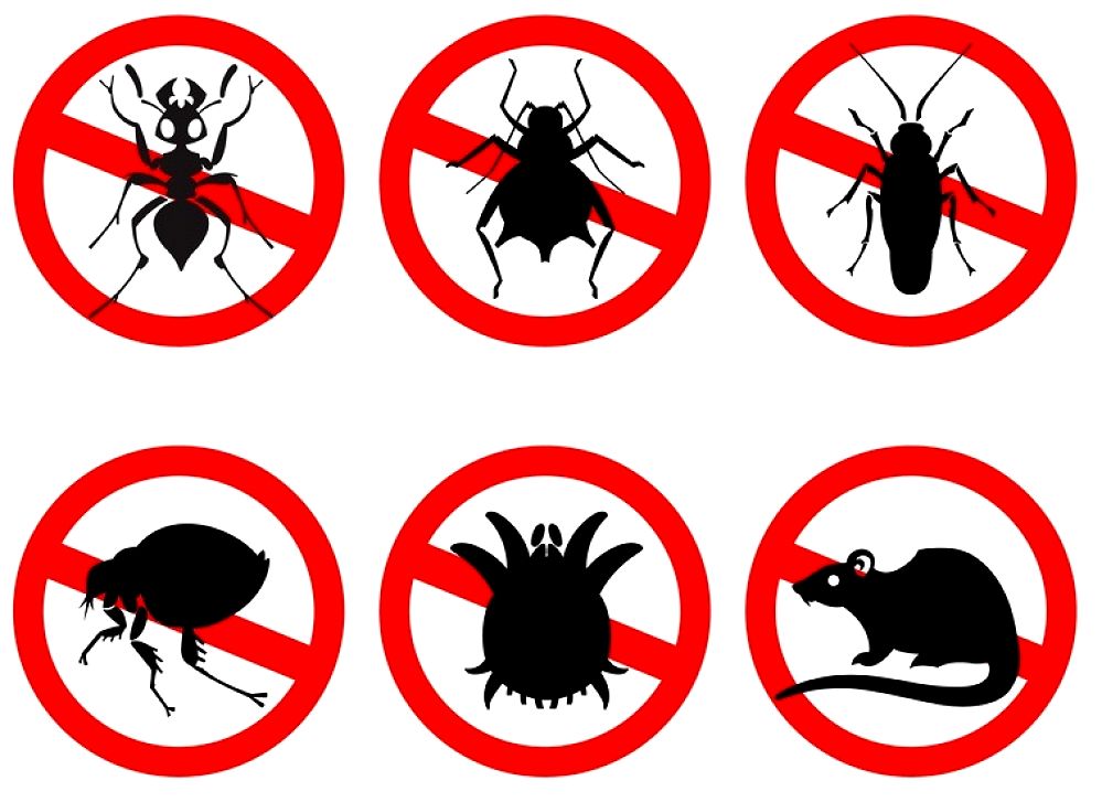 5 Common Household Pests and How to Get Rid of Them