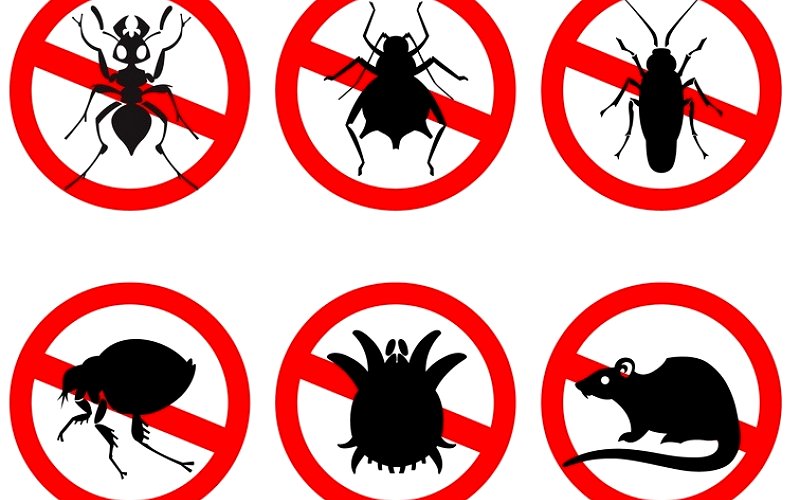 5 Common Household Pests and How to Get Rid of Them