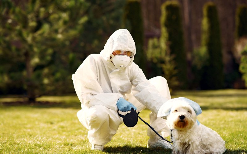 Pet-Safe Pest Control: Keeping Your Furry Friends Safe